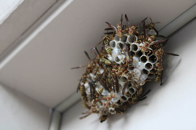 Wasp nest removal