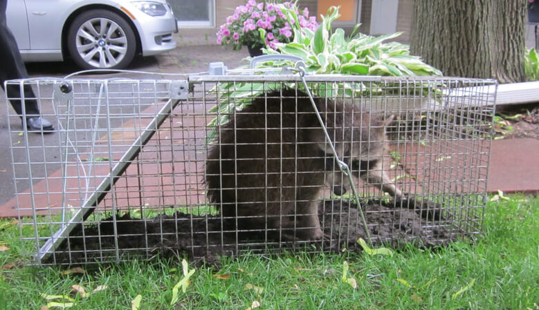 raccoon removal